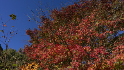 東山動植物園 風景 紅葉 動物
