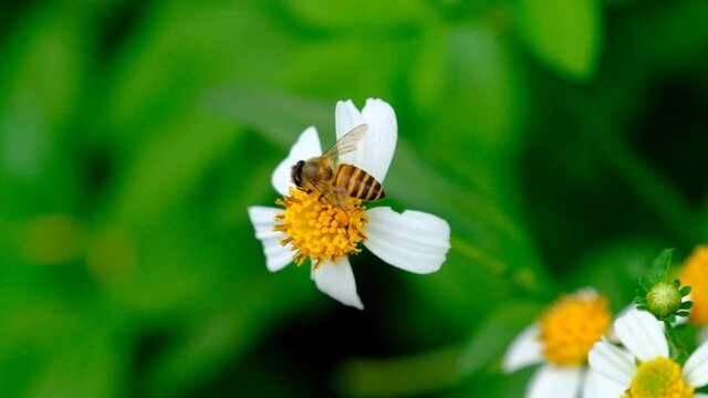 Bee collects pollen of beautiful blooming Spanish needle or Black-jack flower with blurred green leaves background.
