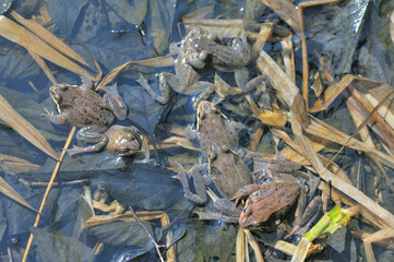 産卵のために群れるエゾアカガエル（北海道・鶴居村）
