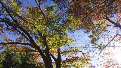 東山動植物園 風景 紅葉 動物