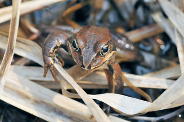 エゾアカガエルの顔（北海道・鶴居村）
