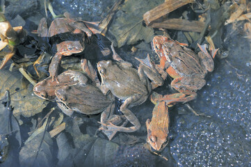 抱接するエゾアカガエルのペア（北海道・鶴居村）
