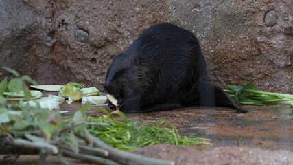東山動植物園 風景 紅葉 動物