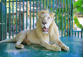 Lion male portrait sitting in cage background