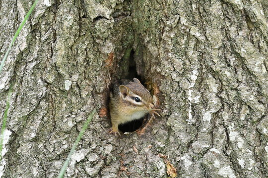 Close-up Of Chipmunk In Tree Trunk