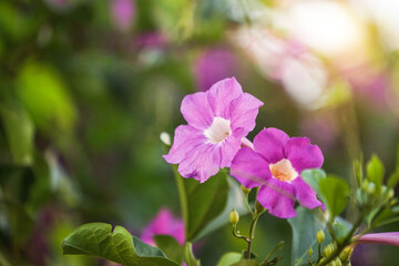 Close up photo of Bignonia flower and leaves. Purple Bignonia flowers blooming in the garden.