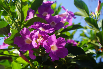 Close up photo of Bignonia flower and leaves. Purple Bignonia flowers blooming in the garden.