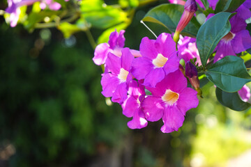 Close up photo of Bignonia flower and leaves. Purple Bignonia flowers blooming in the garden.