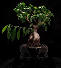 Drzewko bonsai na czarnym tle