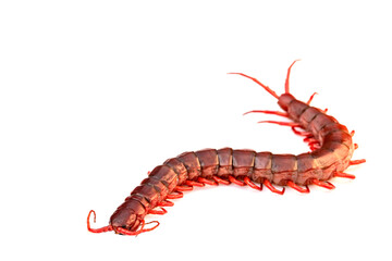 centipede on white background