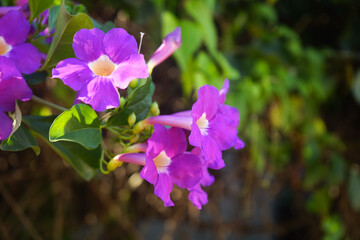 Close up photo of Bignonia flower and leaves. Purple Bignonia flowers blooming in the garden.