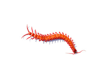 red centipede isolated white background.