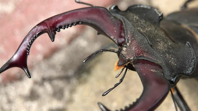 Male Beetle Stag with horns and antennae (Lucanus Cervus) crawling on the sidewalk in the city - macro Shot with selective focus