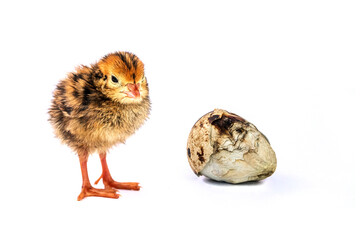 Obraz premium Damaged baby birds and eggs