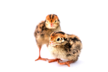 Baby of quail after hatching isolating on white background.