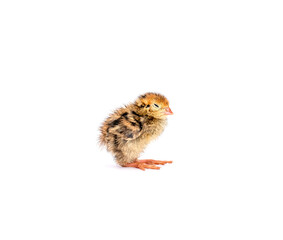 Baby of quail after hatching isolating on white background.