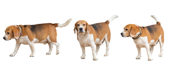 beagle dog brown and white isolated on white background