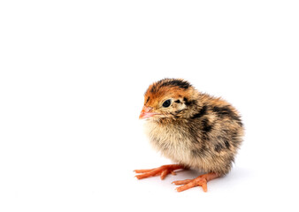 Baby of quail after hatching isolating on white background.