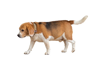 beagle dog brown and white isolated on white background