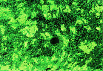 green black paint, abstract texture background paint in monotype technique, hand drawn background for your design.