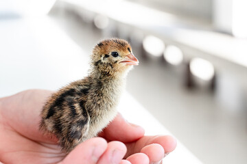 Quail hatched from eggs, standing on the hands.