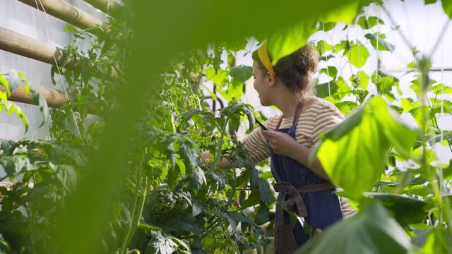 Positive young female farmer in headband takes picture of large lush tomato bush with modern mobile phone spending time in sunny greenhouse