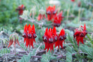 Sturt's Desert Pea, Swainsona formosanative plant of Australian Outback,  South Australia Floral Emblem