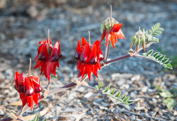 Sturt's Desert Pea, Swainsona formosanative plant of Australian Outback,  South Australia Floral Emblem