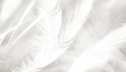 abstract background bird and chickens feather