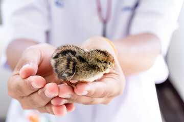 Quail hatched from eggs, standing on the hands.