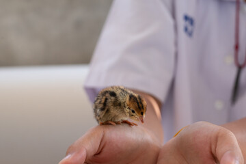 Quail hatched from eggs, standing on the hands.