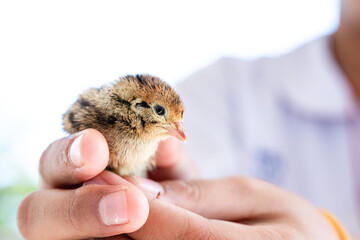 Quail hatched from eggs, standing on the hands.