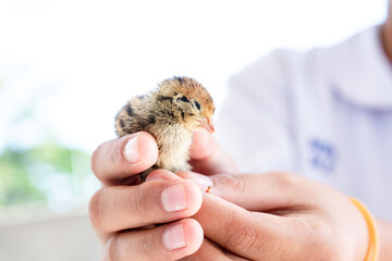 Quail hatched from eggs, standing on the hands.