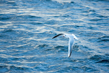 Seagull is flying over the sea