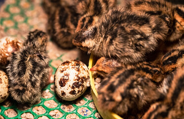 The baby quail in the nest is out of the egg.