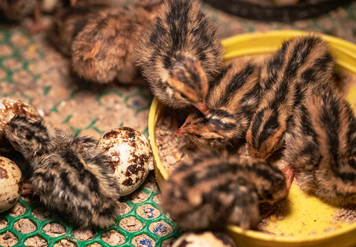 The Baby Quail In The Nest Is Out Of The Egg.