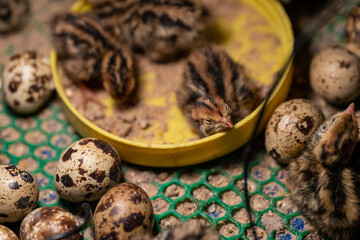 Fototapeta na wymiar The baby quail in the nest is out of the egg.