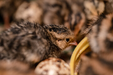 The baby quail in the nest is out of the egg.