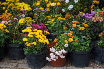 Fototapeta na wymiar flowers in pots