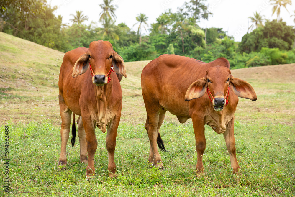 Wall mural brown thai cows are grazing on the ground, which has rows of trees in the agricultural areas of the 