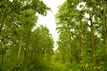 Group of tree isolated on white background.