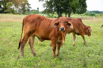 Brown  Thai cows are grazing on the ground,  which has rows of trees in the agricultural areas of the Thai countryside.