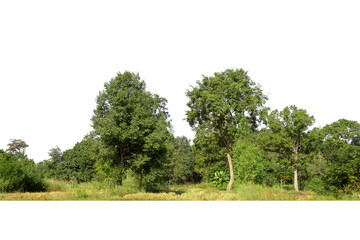 Obraz premium Trees isolated on white background, tropical trees isolated used for design, advertising and architecture.
