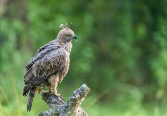 Crested Hawk Eagle