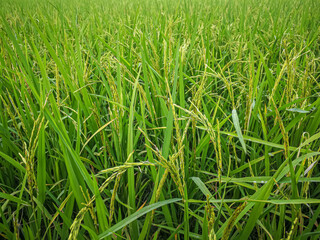  rice fields  landscape image for food content..