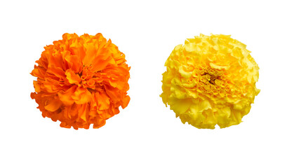 beautiful orange and yellow marigold flowers isolated on white background Indian flowers for traditional functions pongal, diwali, marriage, ayudha pooja  