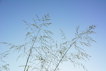 Obraz premium Grass flower on blue sky background.