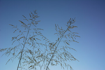 Grass flower on blue sky background.