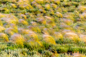 Beautiful of Feather Pennisetum or Mission Grass close up mode with back light of sunrise in the morning, abstract background concept.