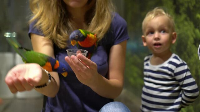 Woman and little boy son feeding parrots at zoo. Gimbal motion